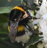 Bombus sp.